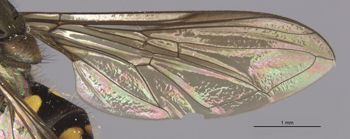 Media type: image;   Entomology 23787 Aspect: Wing front
